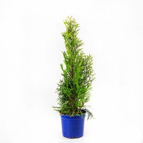 Туя западная Спиралис Thuja occidentalis Spiralis 20-30см с3