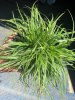 Осока охименская Carex oshimensis с2