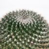 Маммиллярия Cactus Mammillaria Hahniana 15/12 (Н)