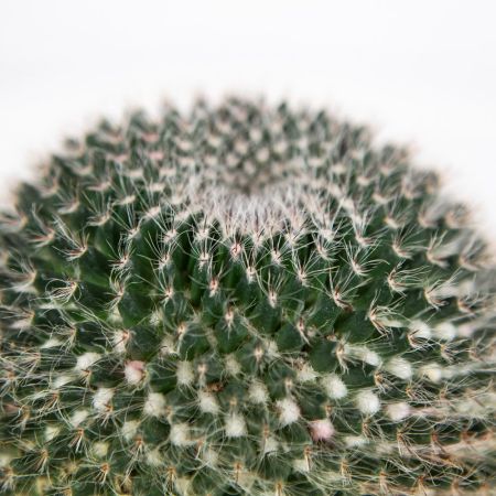 Маммиллярия Cactus Mammillaria Hahniana 15/12 (Н)