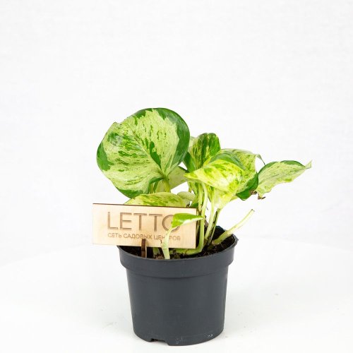 Эпипремнум перистый Хэппи Лиф Epipremnum pinnatum Happy Leaf 15/12