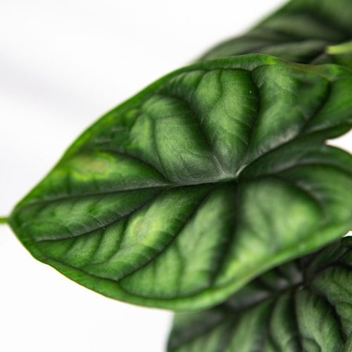 Алоказия Драгон Скейл Alocasia Dragon Scale 25/12 (Н)