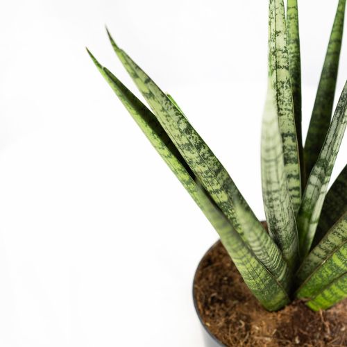 Сансевиерия Сэм Sansevieria Sem 30/12 (Н)