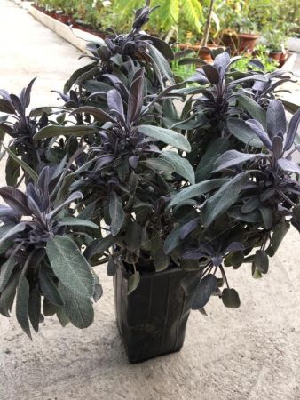 Шалфей лекарственный Salvia officinalis 2л/3л