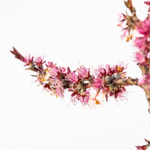 Персик карликовый Crimson Bonfire чаша с30 60/80 Prunus persica Crimson Bonfire (И)