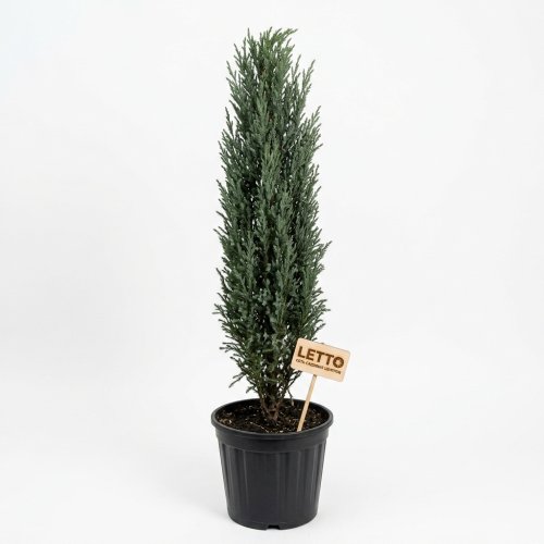 Кипарис аризонский с40 200/250 Cupressus arizonica Fastigiata (И)