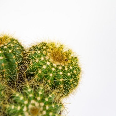 Нотокактус микс Notocactus 20/13