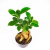 Фикус гинсенг Ficus ginseng 20/9