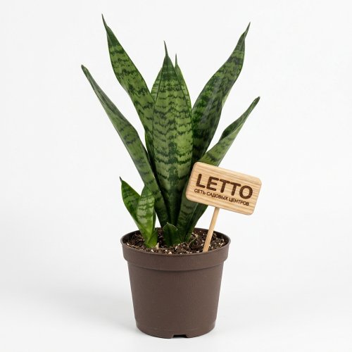 Сансевиерия Таф Леди Sansevieria Tough Lady 30/10,5 (Н)