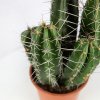 Лемэроцереус пруиносус Lemaireocereus pruinosus 50/17