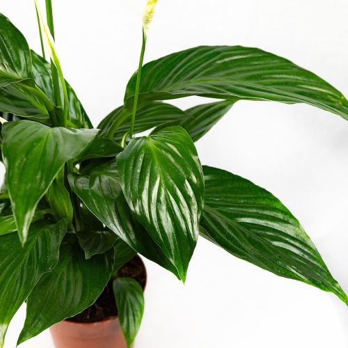 Спатифиллум Spathiphyllum Sweet Ricardo 60/13 (Н)