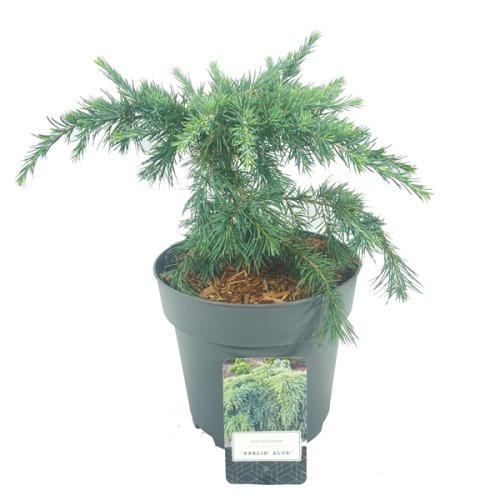 Кедр гималайский Cedrus deodara с10 80/100 (И)