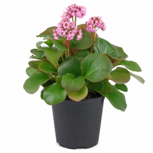 Бадан сердцелистный Шушан Роуз Shoushen Rose с1,5-2