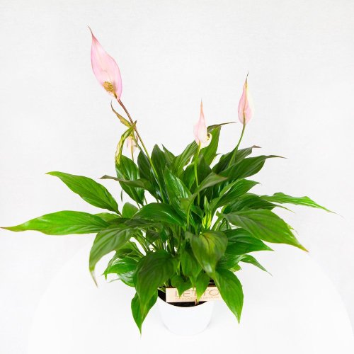 Спатифиллум Беллини Spathiphyllum Bellini 45/13