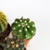 Кактус шар микс Cactus boll mix 8/5,5 (Н)