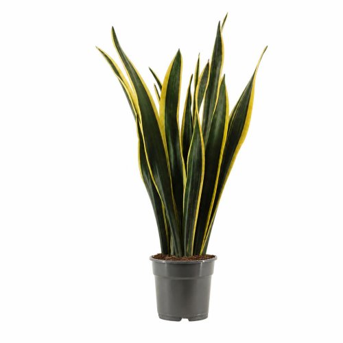 Сансевиерия Блэк Голд Sansevieria Black Gold 70/17 (Н)