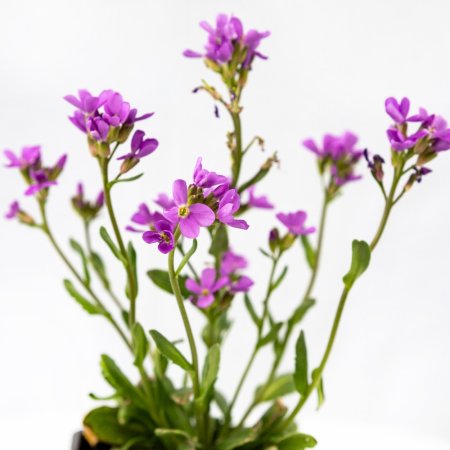 Рассада Арабис Spring Charm р9