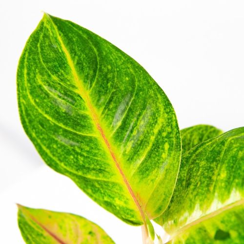 Аглаонема Aglaonema Iguana Red 35/12 (Н)