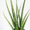 Сансевиерия Sansevieria Digitorum 70/15