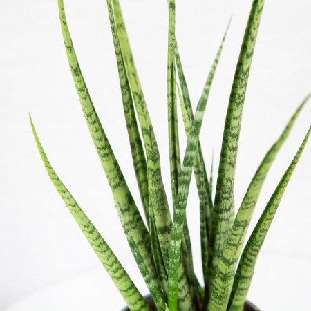 Сансевиерия Sansevieria Digitorum 70/15