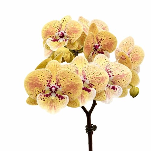 Фаленопсис Мидсаммер Phalaenopsis Midsummer (И84)