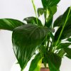 Спатифиллум Компакто Spathiphylium Compacto 65/17 (Н)