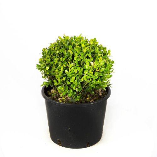 Самшит мелколистный ШАР с7/10 30/40 Buxus microphylla Faulkner PALLA (И)