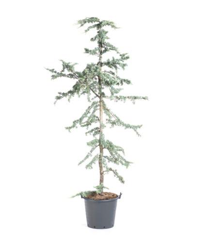 Кедр атласский с30/35 150/175 Cedrus atlantica Glauca (И)