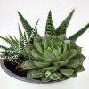 Суккулент ТРИО микс Succulenten trio mix р12