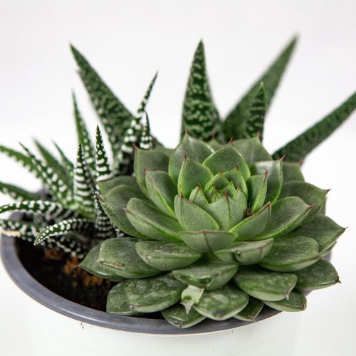 Суккулент ТРИО микс Succulenten trio mix р12