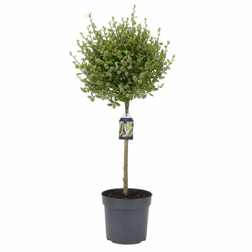 Ива ШТАМБ Salix Caprea Kilmarnock On Stem 190/26 (Н)