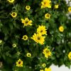 Хризантема микс Chrysanthemum р15