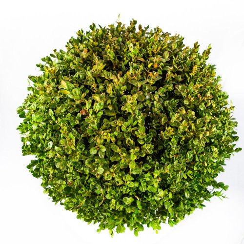 Самшит мелколистный ШАР Buxus microphylla Faulkner PALLA с25 45/50 (И)