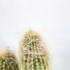 Кактус микс Cactus mix 25/17