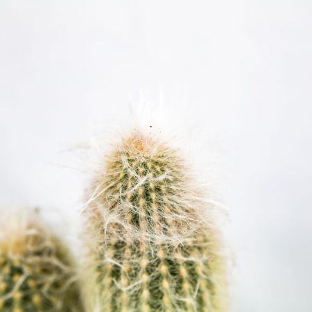 Кактус микс Cactus mix 25/17