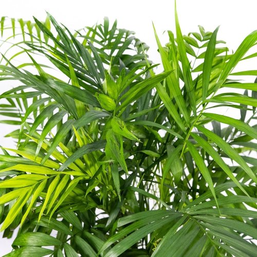 Хамедорея изящная Chamaedorea elegans 100/23 (Н)