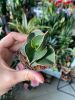 Сансевиерия Самурай Sansevieria Samurai 15/6