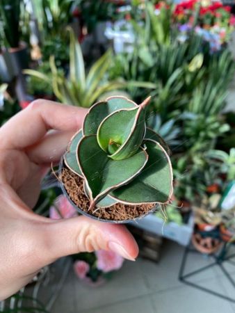 Сансевиерия Самурай Sansevieria Samurai 15/6