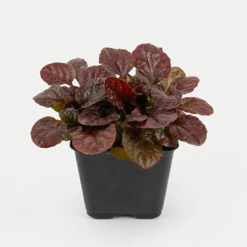 Живучка ползучая (аюга) Burgundy Glow с2