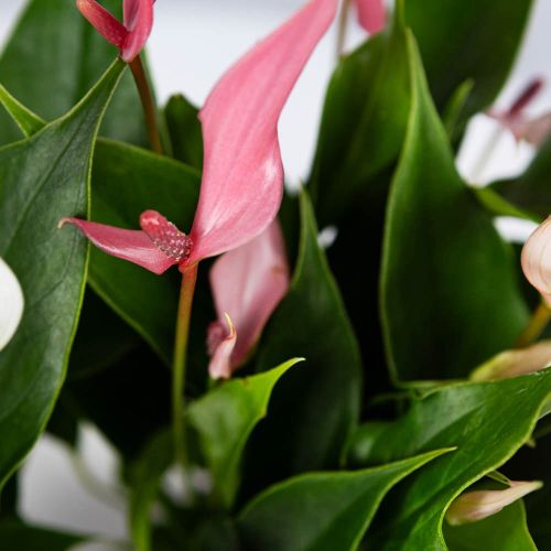 Антуриум Андре Лилли Anthurium andraeanum Lilli White 3+ 30/9 (Н)