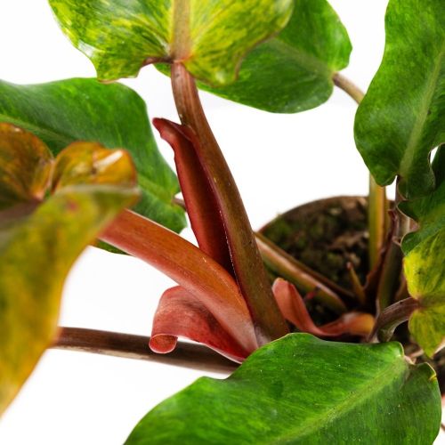 Филодендрон Philodendron Orange Marmelade 30/17 (Н)