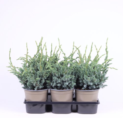 Можжевельник чешуйчатый Juniperus squamata Meyeri 40/15 (Н) 