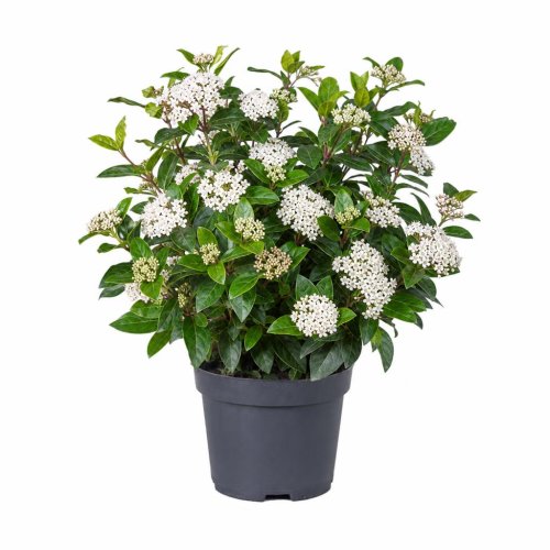 Калина лавролистная Viburnum Tinus Gwenllian 55/23 (Н)