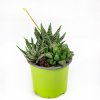 Суккулент ТРИО микс Succulenten trio mix р10,5