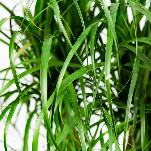 Бокарнея разветвленная Beaucarnea branched 80/27 (Н)