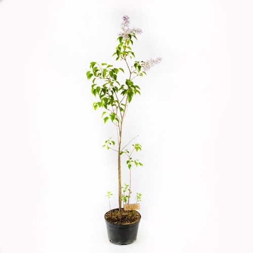 Сирень венгерская Syringa josikaea в ассорт. с5 80/100