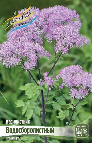 Василистник Пурпуреум водосборолистный Thalictrum aquilegifolium Purpureum I 1шт, капер, Колорлайн