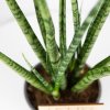 Сансевиерия Sansevieria Digitorum 70/15