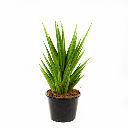 Сансевиерия Дансинг Квин Sansevieria Dancing Queen 40/11 (Н)
