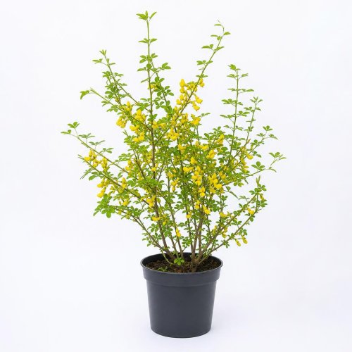 Карагана древовидная (Акация желтая) Caragana arborescens, коробка 1шт (П)